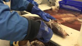 Fiskikóngurinn. Ýsa handflökuð. Haddock handfiletting at Fiskikóngurinn