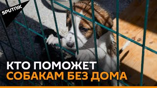 Приют для собак в Тбилиси прекращает работу - у Элизбарашвили нет денег