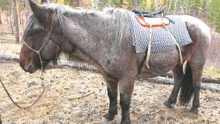 Mongolian horse racing. Part 2./ Монгольские скачки. Часть 2.