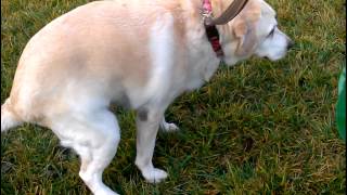 Labrador Retriever dog has bad diarrhea poop shit - funny episode of problems with her shit track.