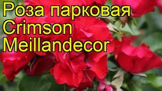 Роза парковая Кримсон Мейландекор. Краткий обзор, описание характеристик Crimson Meillandecor