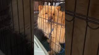 鬆獅犬麻吉離開舊家