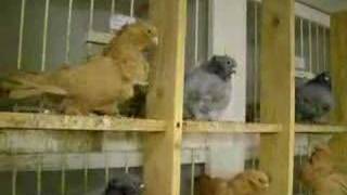 Chinese Owls