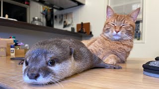 カワウソさくら 2021年人気だった動画総まとめ！ A roundup of the most popular otter videos of 2021!