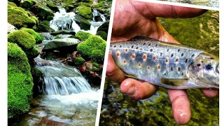 Varalicarenje pastrmke u planinskoj reci /Spinning trout in mountain river