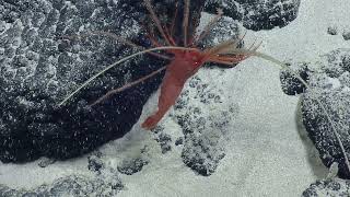 Super Cool Shrimp Sightings | Nautilus Live