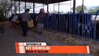 HAYVANCILIK SÜT SIĞIRCILIĞI TOPRAK TV
