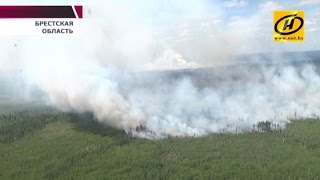 В Столинском районе горят десятки гектаров леса на бывшем военном полигоне