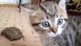 Cat and turtle and Lezginka