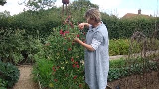 Why you should deadhead your sweet peas