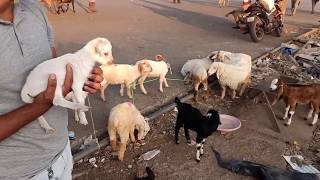 Deonar bakra Mandi. Tuesday update. 21.1.2020.