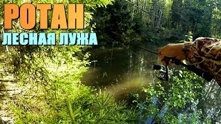 РОТАН на лесной "ЛУЖЕ" -  мутная вода всё обломала...