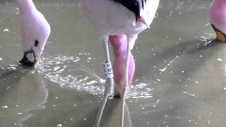Flamingo filter-feeding close-up.