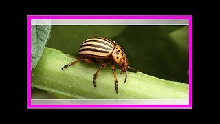 Répulsifs naturels pour doryphores