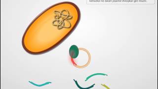 Pembuatan Insulin