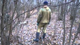 Первая тренировка по кровавому следу, джек рассел терьер " Бунт Рабочие собаки"