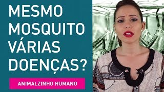 O mesmo mosquito pode transmitir mais de uma doença? (Arboviroses) | Animalzinho Humano