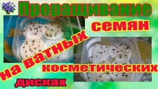 Проращивание семян на ватных косметических дисках в домашних условиях