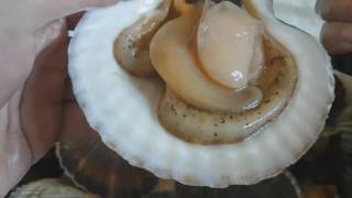 Как чистить гребешок / сашими из морского гребешка / how to cook scallops recipe