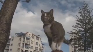 Кошачий Паркур