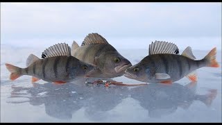ЗИМНЯЯ РЫБАЛКА В КАРЕЛИИ НА ОЗЕРЕ ВАТЧЕЛСКОЕ.