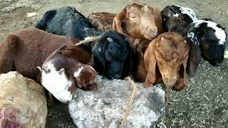 Deonar Bakra Mandi | Tuesday update | starting price 4k | 28 jan 2020
