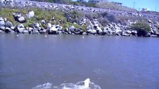 Pit Bull swimming