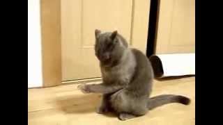 Смешные кошки, Кот после наркоза 2