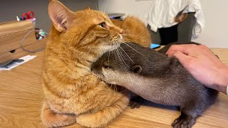カワウソさくら もちのチャンネルを作りました！ I also made a cat mochi channel!