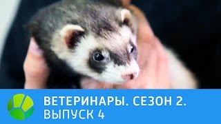 Ветеринары. Роды собаки, черепаха , хорек, лис. 2 сезон | Живая Планета