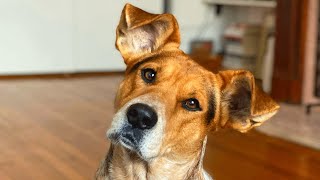 Shelter dog with strange ears faced uncertain future. Then he met the woman of his dreams.