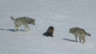Стая ВОЛКОВ Окружила РОСОМАХУ. Вот Что Было Дальше...