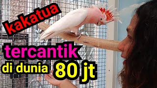 Major Mitchell Cockatoo, Kakatua Tercantik di Dunia