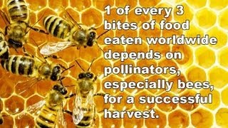 If the bee disappeared
