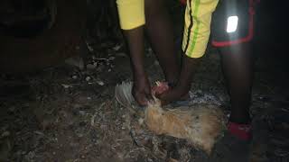 How to slaughter a chicken