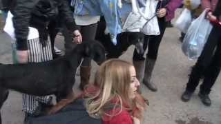 20 01 14 Rescate animales Sociedad Protectora de Sevilla, perrera Mairena Bormujos mp4