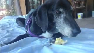 Kero, un perro rescatado tras 12 años en la perrera