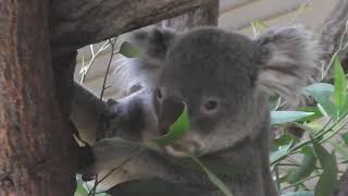 東山動物園　活動的なコアラ