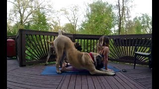 Deck yoga with mastiffs