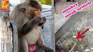 Ohhhh...Big monkey sneak to urinate