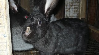 Результаты лечения миксоматоза !!!Treatment myxomatosis.