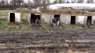 Bedding calves/ farm girl