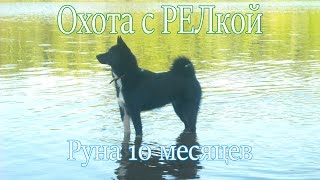 Охота с Русско-европейской лайкой . 2017