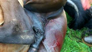 castration titan 028