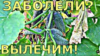 ОГУРЦЫ ВЯНУТ, ЗАБОЛЕЛИ? В ЧЕМ ПРИЧИНА?