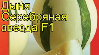 Дыня Серебряная звезда F1. Краткий обзор, описание характеристик, где купить семена cucumis melo