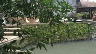 MENGINTIP YANG PUTIH DAN CANTIK DI PINGGIR TELAGA. #Shorts
