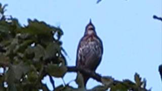 Song Thrush