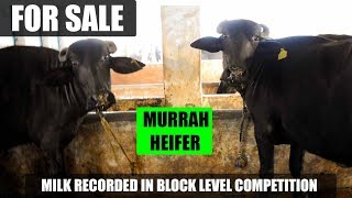 FOR SALE 5 Top Murrah Buffalo Female Calf at K S Dairy Farm Ludhiana Punjab