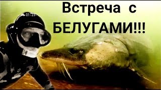Самая большая пресноводная рыба!!!